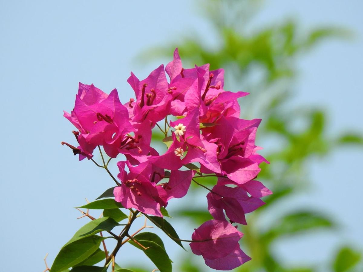 Homestay The Coral Tree Boutique *