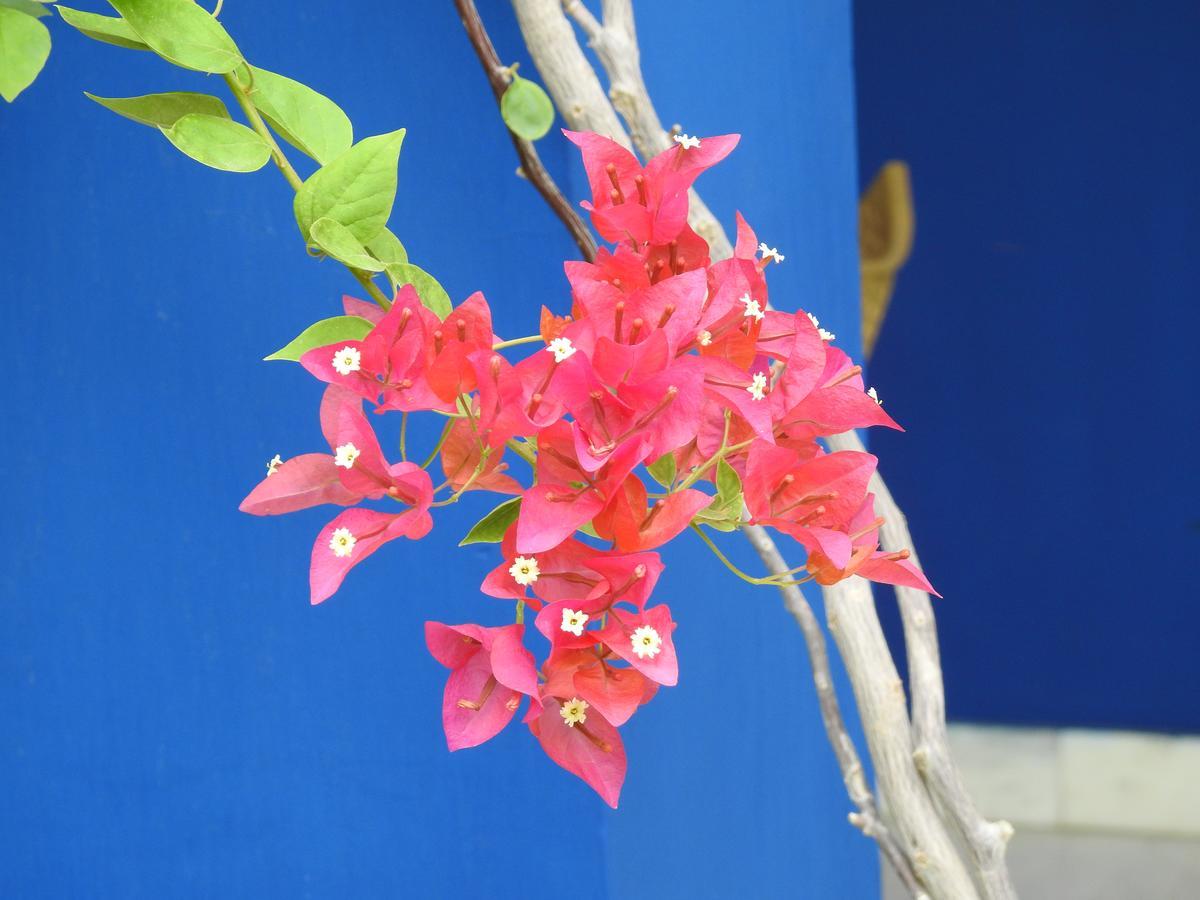 Homestay The Coral Tree Boutique Agra (Uttar Pradesh)