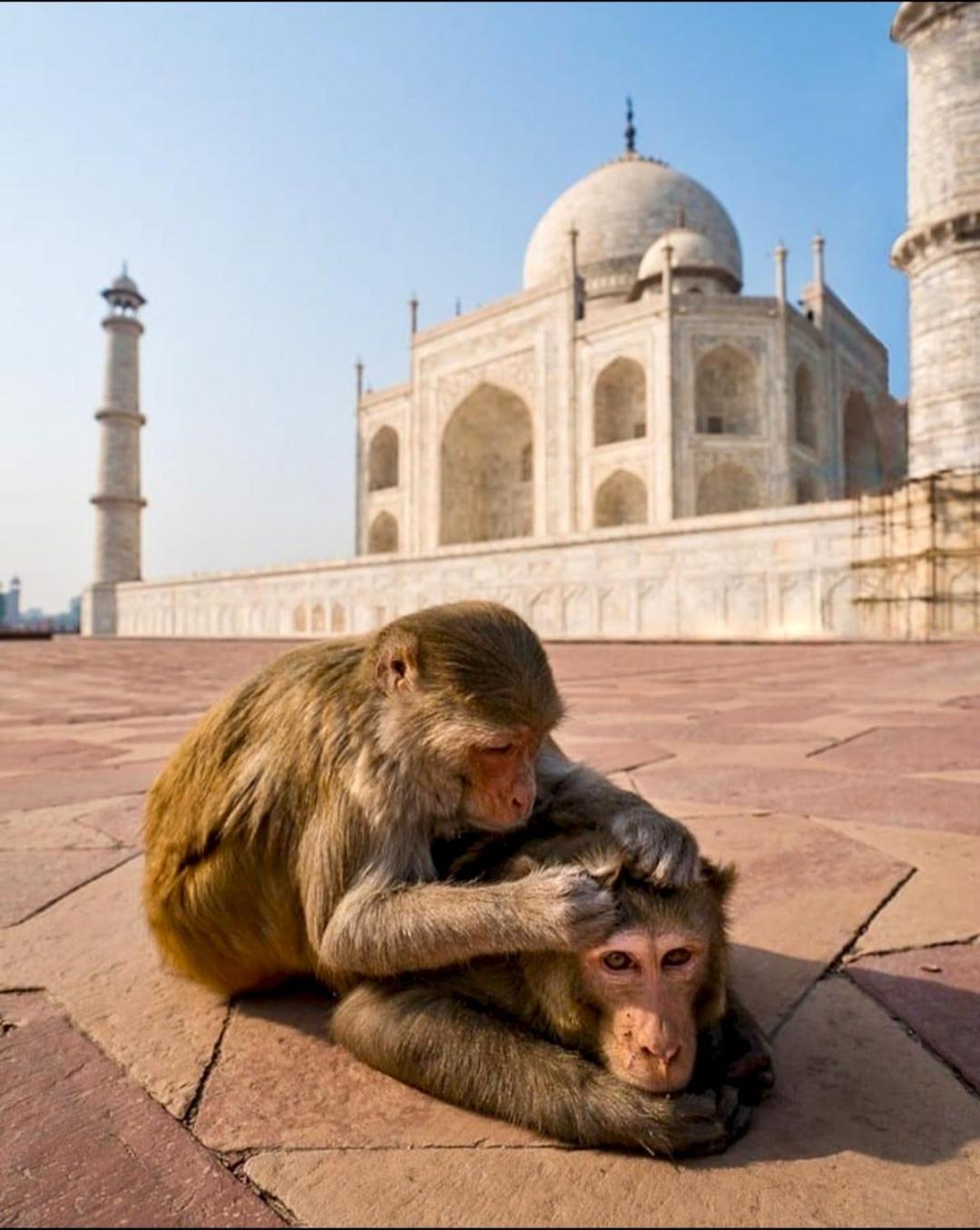 The Hideout - Near Taj Homestay *
