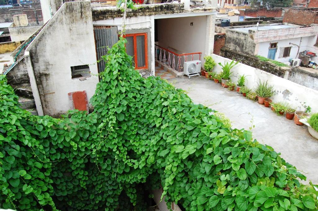 Hotel Sai Palace Walking Distance From Taj Mahal--view Of Taj Mahal *