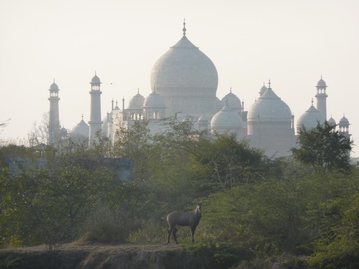 Homestay The Coral Tree Boutique Agra (Uttar Pradesh)