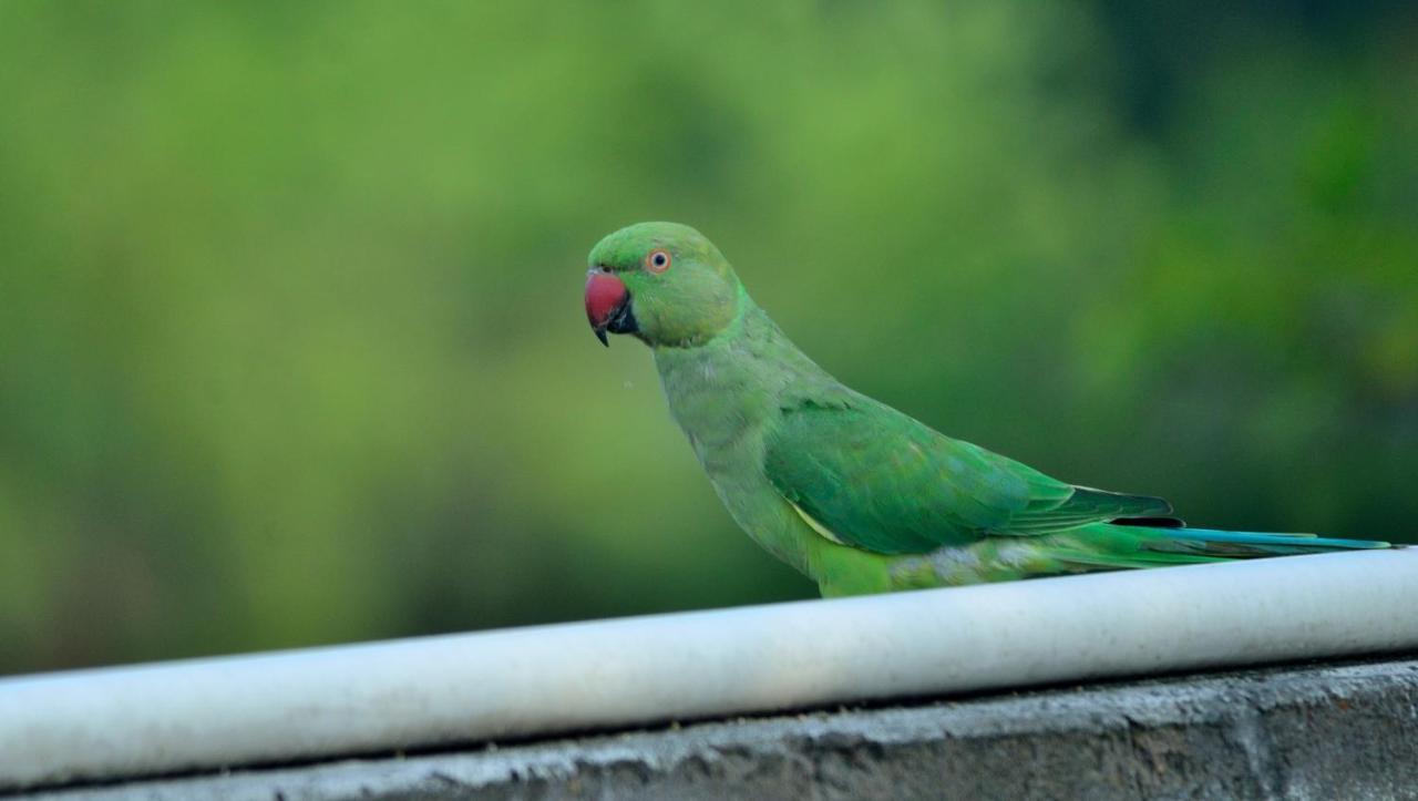 Nature Resort Agra (Uttar Pradesh)
